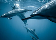 世界杯手机观看-世界大奖赛罗伯逊爆冷出局 希金斯力克肖国栋晋级